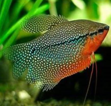 Gourami - Pearl Leeri